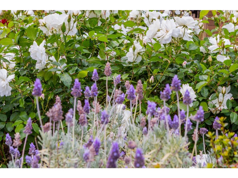 64 Alver Road, Doubleview WA 6018