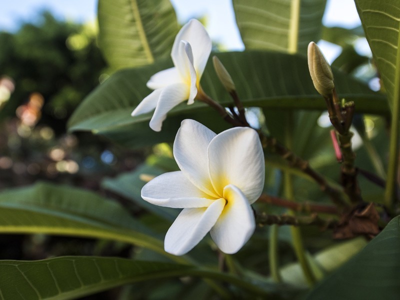 138A Odin Road, Innaloo WA 6018