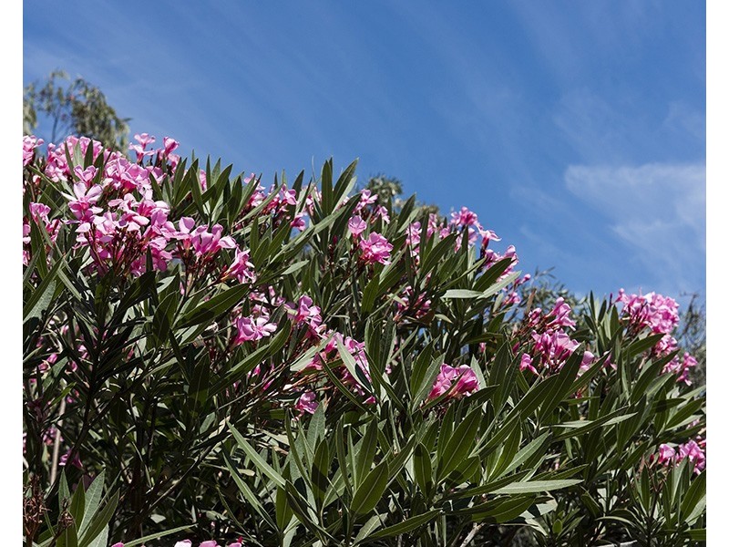 4/79 Banksia Street, Joondanna WA 6060