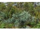 Lot 1 & 2,  Kensington Street, New Norfolk TAS 7140