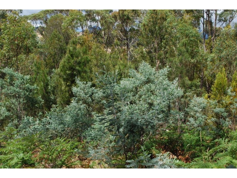 Lot 1 & 2,  Kensington Street, New Norfolk TAS 7140