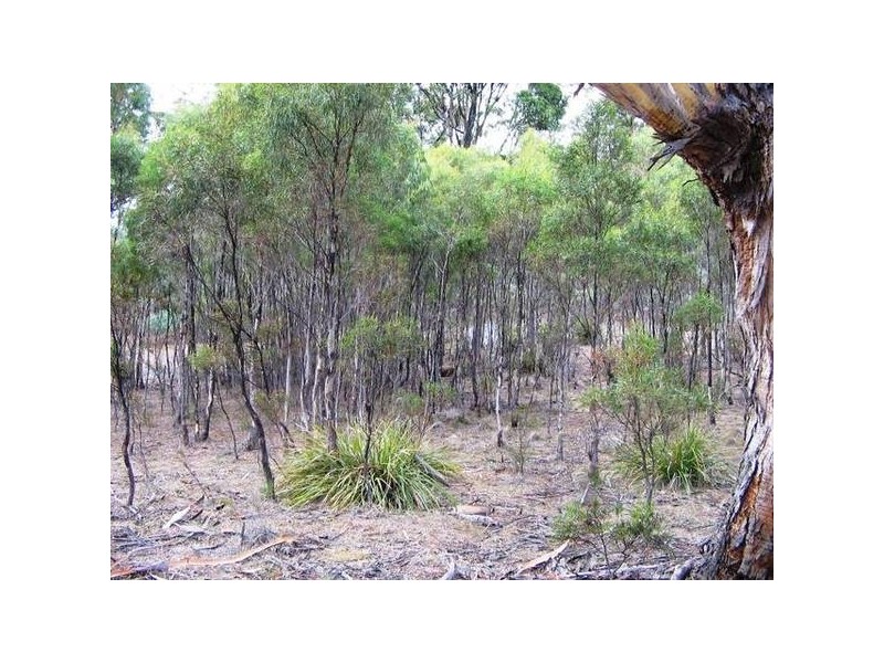 805 Collins Cap Road, Molesworth TAS 7140