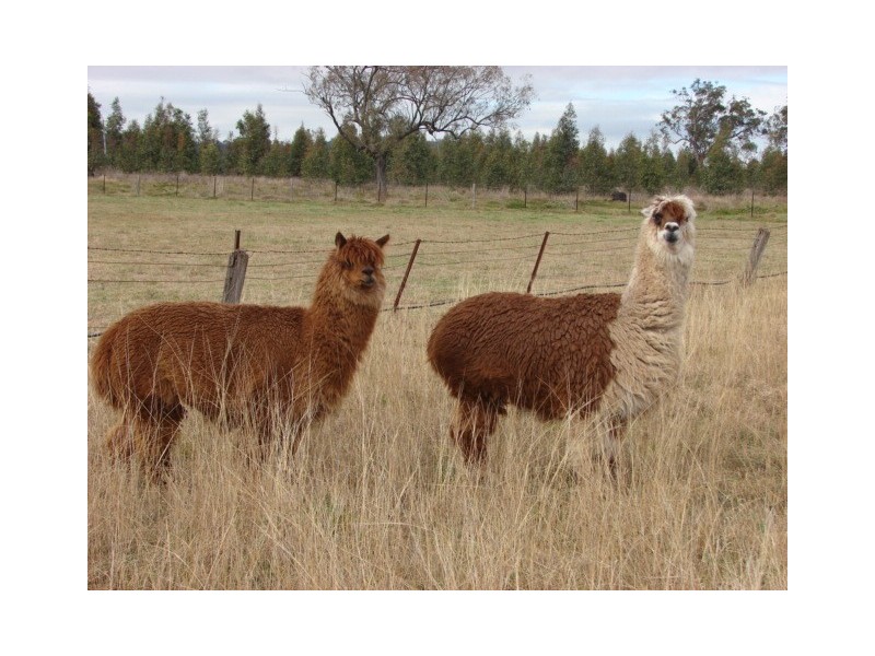 1 New England Highway, Aberdeen NSW 2336