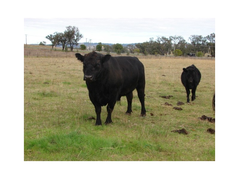 1 New England Highway, Aberdeen NSW 2336