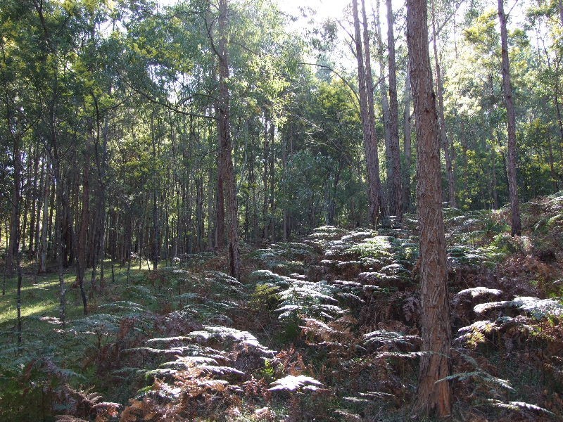 3700 Martindale Rd, Denman NSW 2328