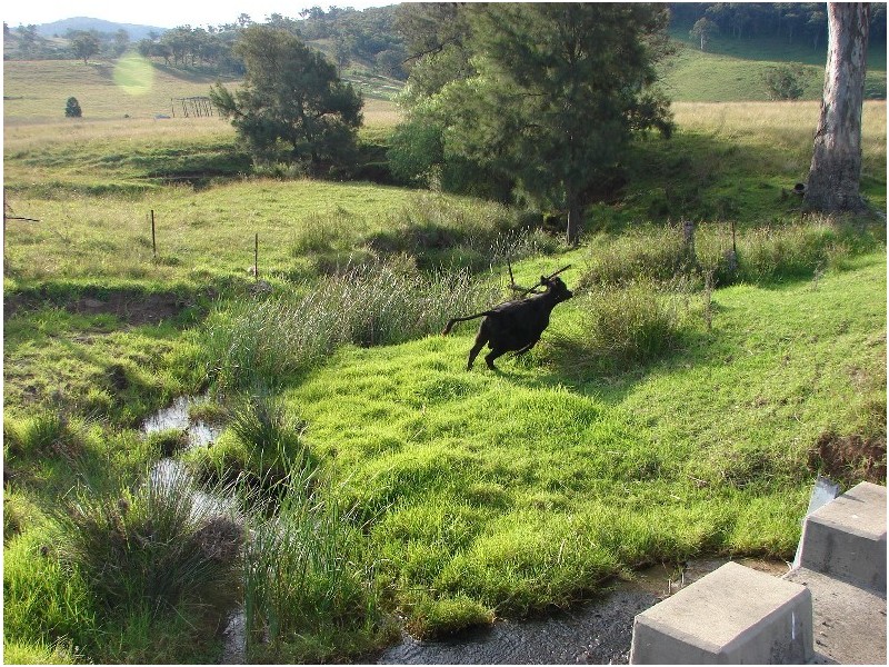 810 Muscle Creek Road, Muswellbrook NSW 2333