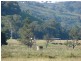 810 Muscle Creek Road, Muswellbrook NSW 2333