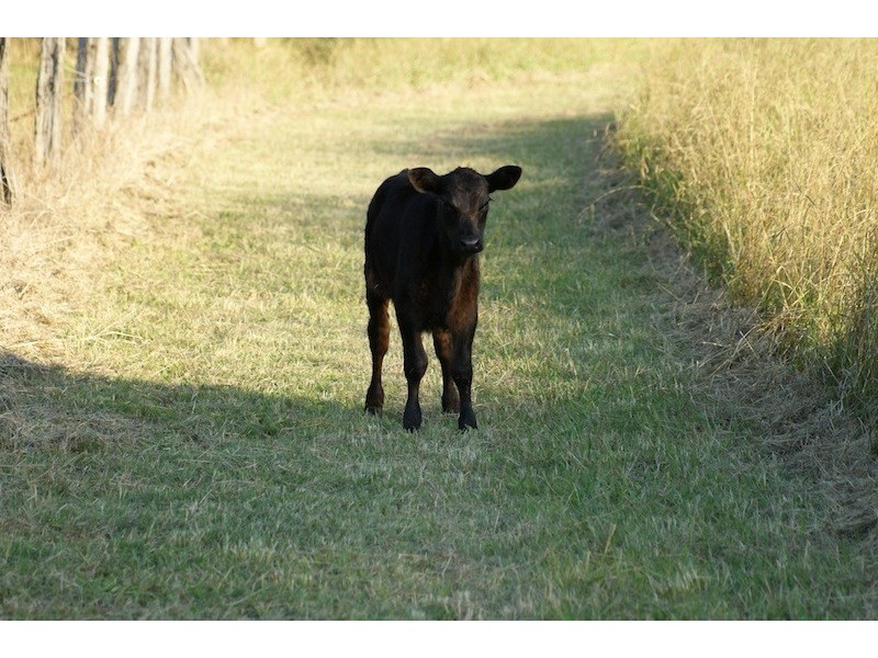 763 Muscle Creek Road, Muswellbrook NSW 2333