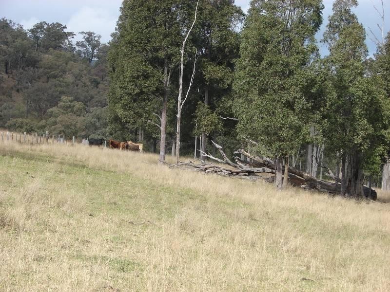 129 Beggary Creek Road, Muswellbrook NSW 2333