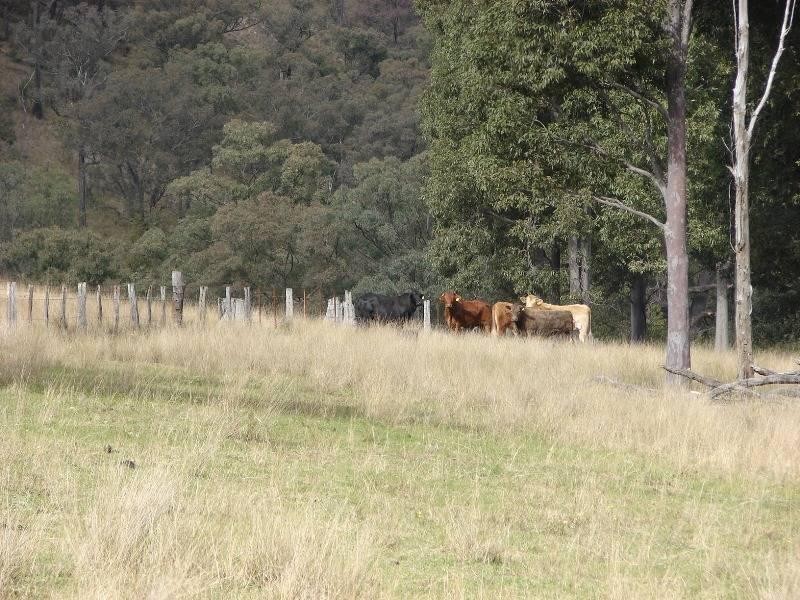 129 Beggary Creek Road, Muswellbrook NSW 2333