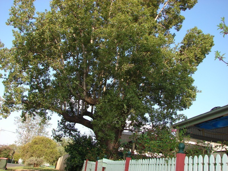 17 Turranville Ave, Muswellbrook NSW 2333