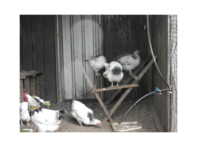 343 Inlet Rd, Bulga NSW 2330