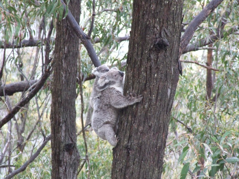 2169 Stewarts Brook Road, Stewarts Brook NSW 2337