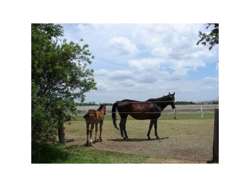 9 Sheppard Ave, Muswellbrook NSW 2333