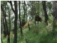 1365 Giants Creek Rd, Sandy Hollow NSW 2333