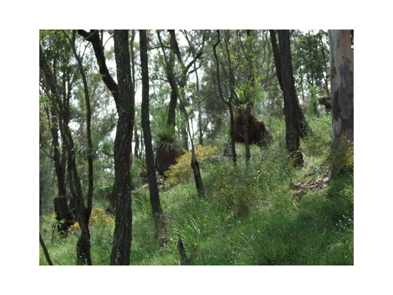 1365 Giants Creek Rd, Sandy Hollow NSW 2333