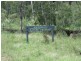 1365 Giants Creek Rd, Sandy Hollow NSW 2333