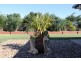 60 Amalfi Drive, Zilzie QLD 4710