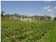 93 Fryers Road, Tungamull QLD 4702