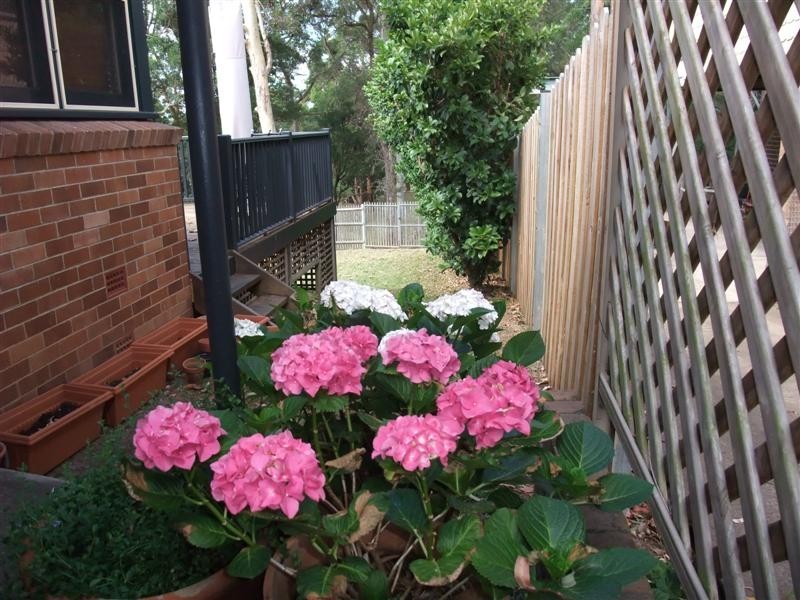 81 Eastwood Avenue, Eastwood NSW 2122