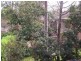18B Beecroft Road, Beecroft NSW 2119