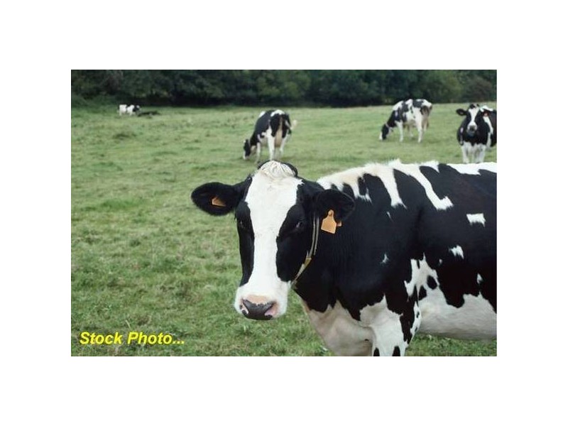 7 Casurina Drive, Swan Bay NSW 2471