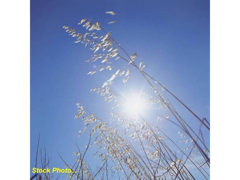 7 Casurina Drive, Swan Bay NSW 2471