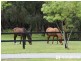 1645 Wellington Rd, Belgrave South VIC 3160