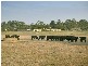 387 Coster Road, Ripplebrook VIC 3818