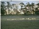 387 Coster Road, Ripplebrook VIC 3818