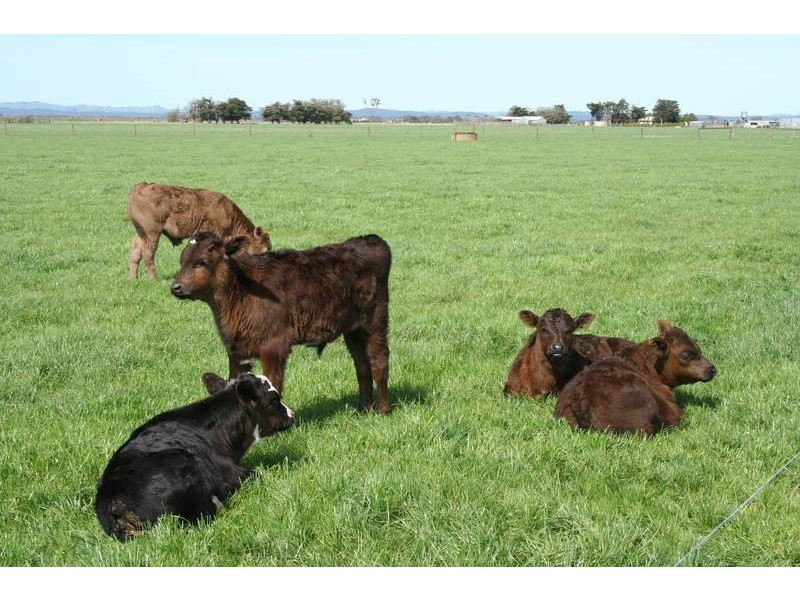 4270 South Gippsland Highway, Caldermeade VIC 3984