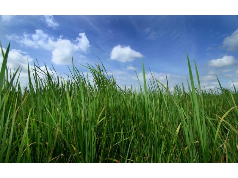 Junction Village VIC 3977