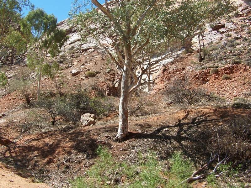 7593 Palm Circuit, Alice Springs NT 0870