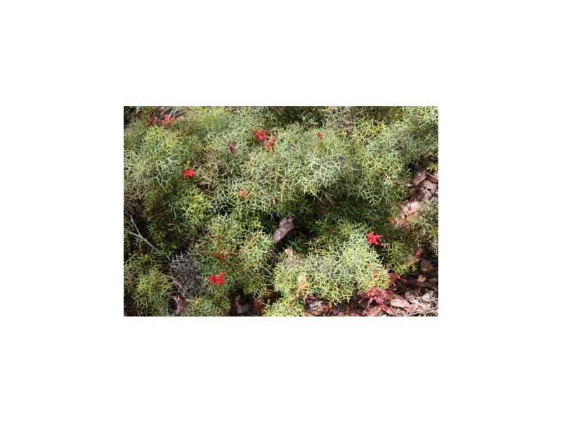 Lot 253 Hillwood Gr, Gidgegannup WA 6083