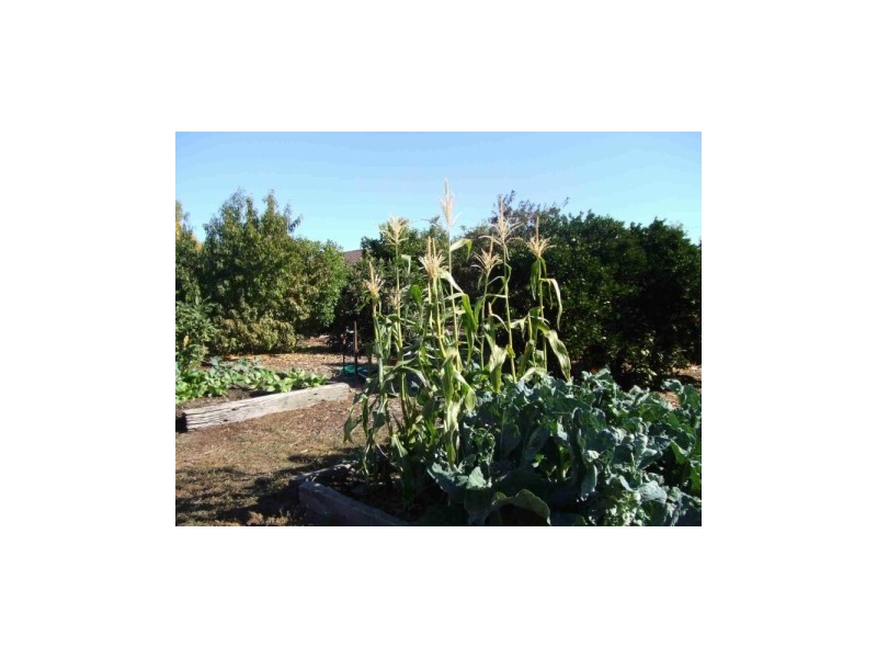 8 Taylor Street, Pingelly WA 6308