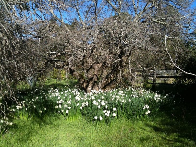 75 Clare Road, Hovea WA 6071