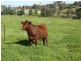 53 Hopedale Ridge, Gidgegannup WA 6083