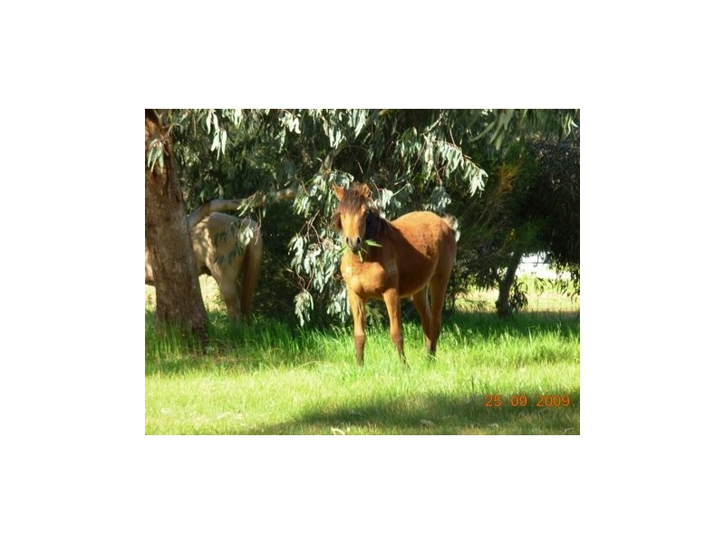 38 Askrigg Road, Gidgegannup WA 6083