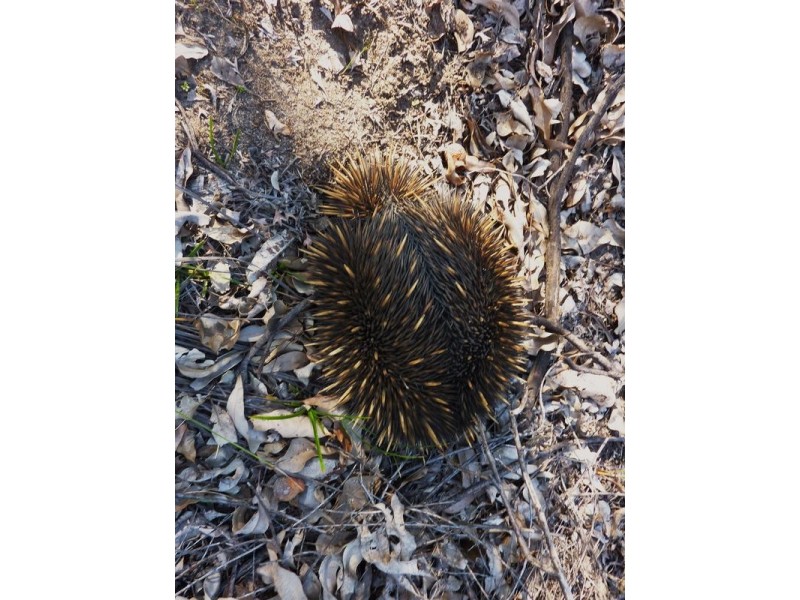 Lot 101 Reen Road, Gidgegannup WA 6083