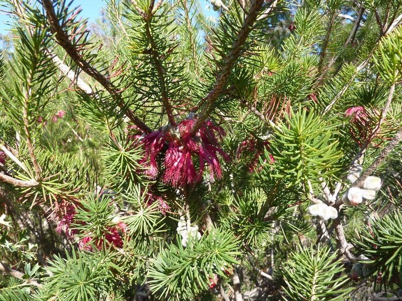 Lot 101 Reen Road, Gidgegannup WA 6083