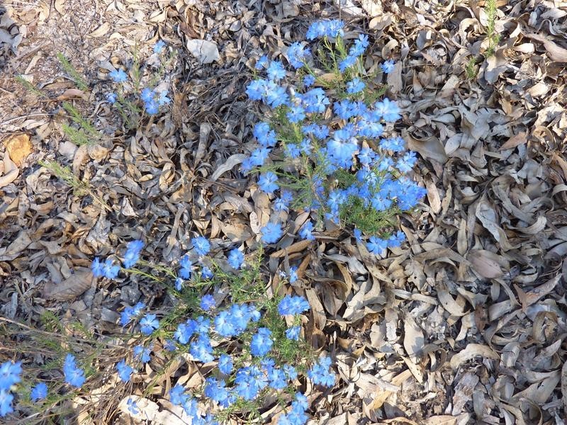 Lot 101 Reen Road, Gidgegannup WA 6083