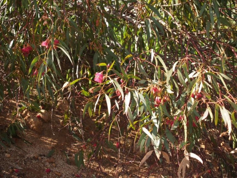 500 Pechey Road, Jane Brook WA 6056