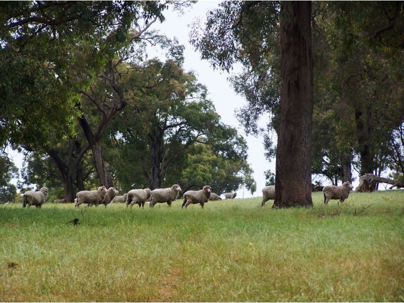 Lot 433, 620 Reen Road, Gidgegannup WA 6083