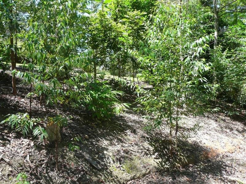 Crohamhurst QLD 4519