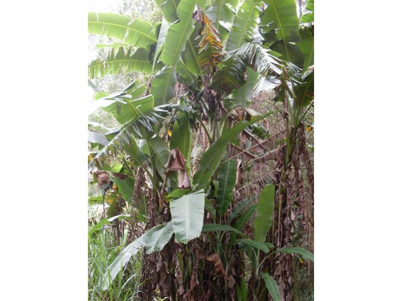 Glass House Mountains QLD 4518