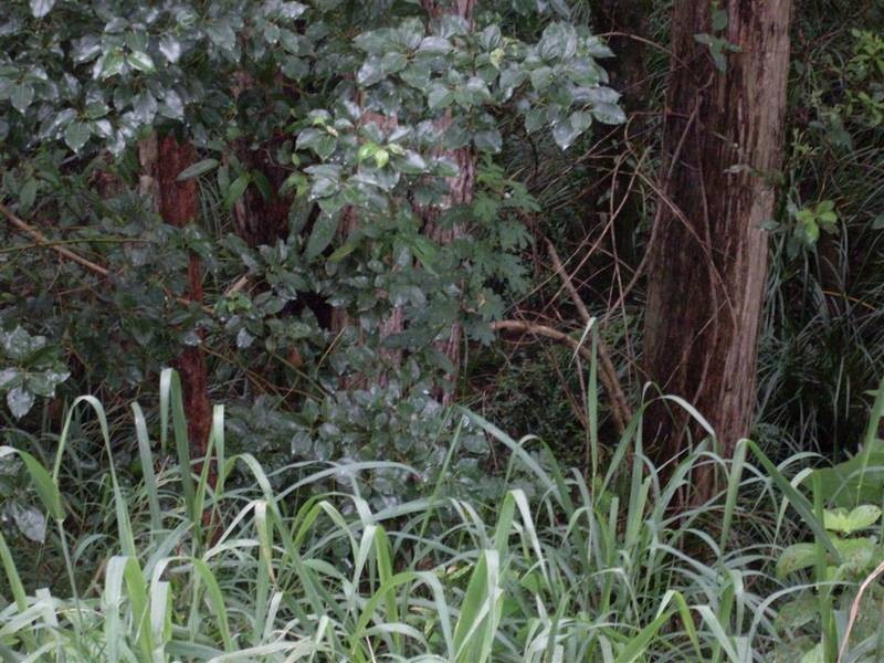 Glass House Mountains QLD 4518