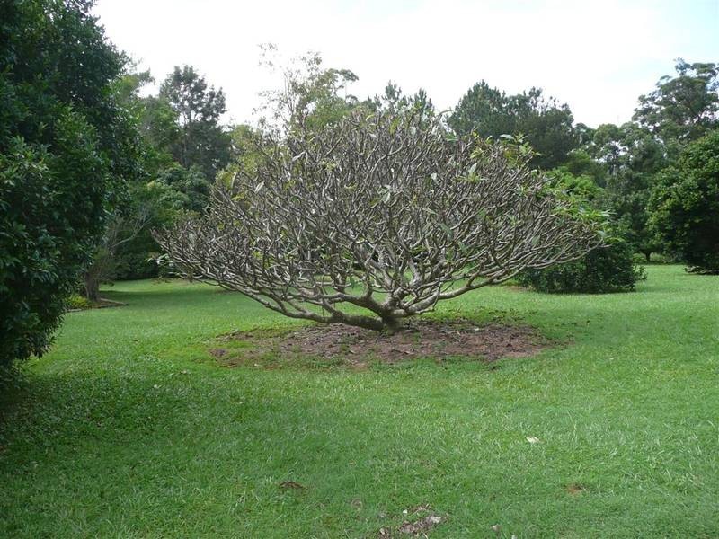 Beerwah QLD 4519