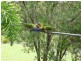 Peachester QLD 4519
