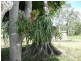 Peachester QLD 4519