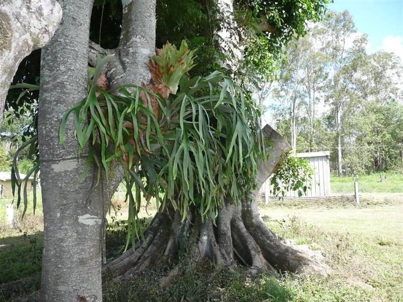 Peachester QLD 4519